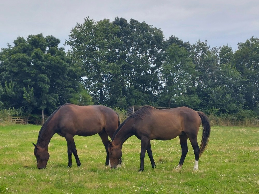 chevaux-roulottes-de-la-brauderie